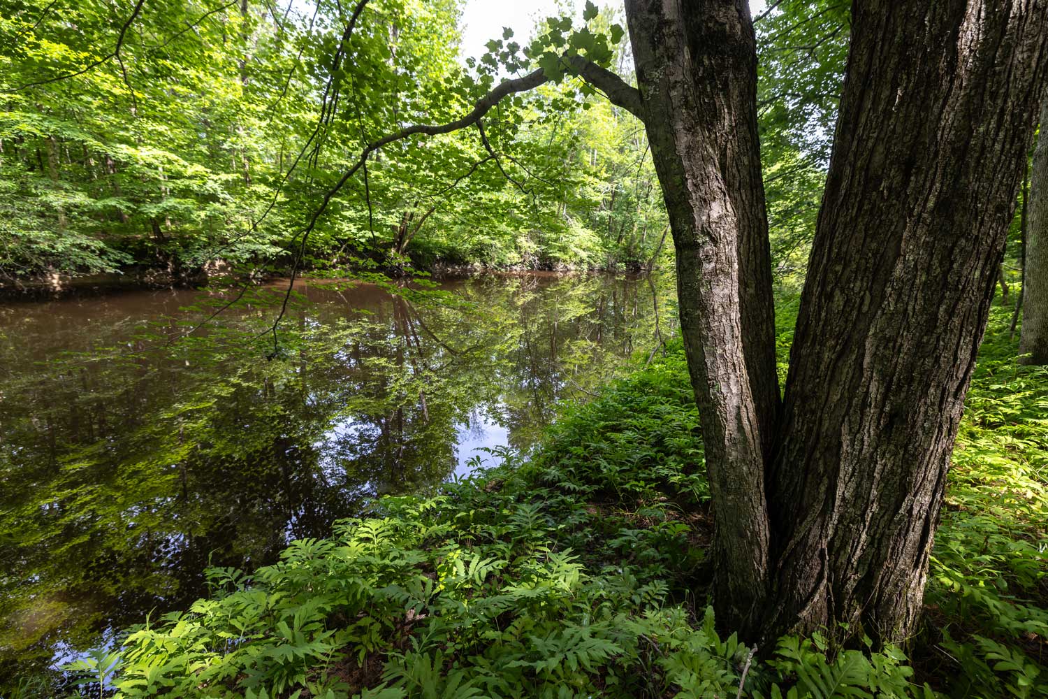 Maine Coast Heritage Trust and Maine Water announced a partnership to permanently preserve more than 250 acres of forest and open space in Biddeford. | photo credit - Rooted in Light Media LLC